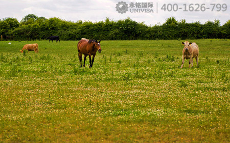 移民愛爾蘭會(huì)后悔嗎？看完這些您就知道了